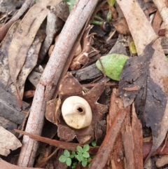 Geastrum sp. (genus) (An earthstar) at Kowen, ACT - 5 Jul 2020 by JSchofield