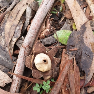 Geastrum sp. (Geastrum sp.) at Kowen, ACT - 5 Jul 2020 by JSchofield