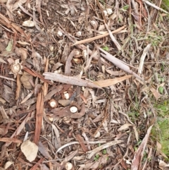 Geastrum sp. at Kowen, ACT - 5 Jul 2020 03:30 PM