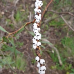 Cryptes baccatus (Wattle Tick Scale) at Molonglo Gorge - 5 Jul 2020 by JSchofield