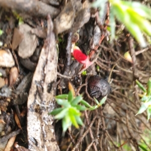 Styphelia humifusum at Kowen, ACT - 5 Jul 2020