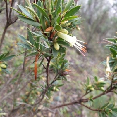 Styphelia triflora (Five-corners) at Kowen, ACT - 5 Jul 2020 by JSchofield