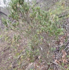 Styphelia triflora at Kowen, ACT - 5 Jul 2020