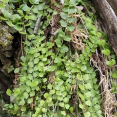 Asplenium flabellifolium (Necklace Fern) at The Ridgeway, NSW - 5 Jul 2020 by JSchofield