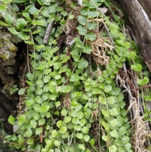 Asplenium flabellifolium at The Ridgeway, NSW - 5 Jul 2020 02:20 PM