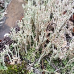 Cladonia sp. (genus) (Cup Lichen) at The Ridgeway, NSW - 5 Jul 2020 by JSchofield