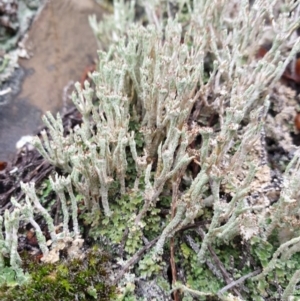 Cladonia sp. (genus) at The Ridgeway, NSW - 5 Jul 2020 02:19 PM