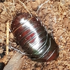 Panesthia australis (Common wood cockroach) at Hawker, ACT - 6 Jul 2020 by trevorpreston