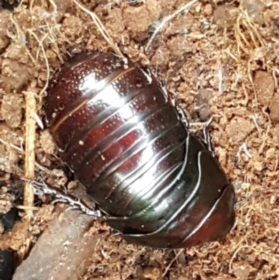 Panesthia australis (Common wood cockroach) at The Pinnacle - 6 Jul 2020 by tpreston