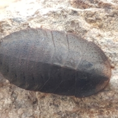Laxta granicollis (Common bark or trilobite cockroach) at The Pinnacle - 6 Jul 2020 by tpreston