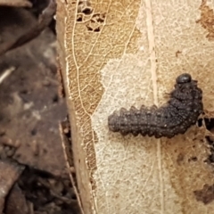 Unidentified Insect at Hawker, ACT - 6 Jul 2020 by tpreston