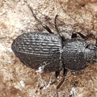 Adelium porcatum (Darkling Beetle) at The Pinnacle - 6 Jul 2020 by tpreston