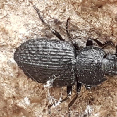 Adelium porcatum (Darkling Beetle) at Hawker, ACT - 6 Jul 2020 by trevorpreston