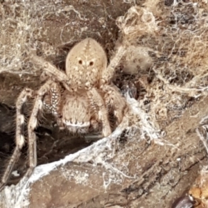 Neosparassus calligaster at Hawker, ACT - 6 Jul 2020