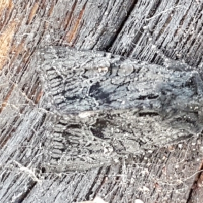 Neumichtis nigerrima (Black Turnip Moth) at Hawker, ACT - 6 Jul 2020 by trevorpreston