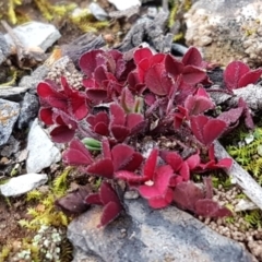 Trifolium sp. (Clover) at Weetangera, ACT - 6 Jul 2020 by trevorpreston