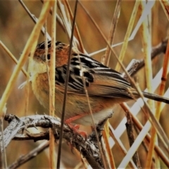 Cisticola exilis (Golden-headed Cisticola) at Fyshwick, ACT - 6 Jul 2020 by JohnBundock