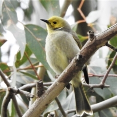 Ptilotula penicillata (White-plumed Honeyeater) at Fyshwick, ACT - 6 Jul 2020 by JohnBundock