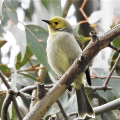 Ptilotula penicillata (White-plumed Honeyeater) at Jerrabomberra Wetlands - 6 Jul 2020 by JohnBundock