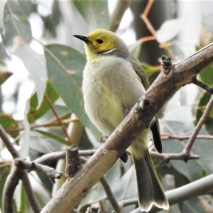 Ptilotula penicillata at Fyshwick, ACT - 6 Jul 2020