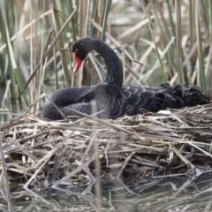 Cygnus atratus (Black Swan) at Franklin, ACT - 6 Jul 2020 by AlisonMilton