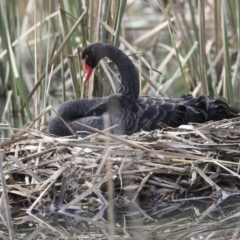 Cygnus atratus (Black Swan) at Gungaderra Creek Ponds - 6 Jul 2020 by AlisonMilton