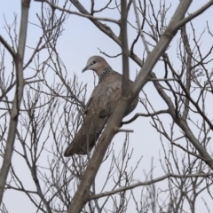 Spilopelia chinensis (Spotted Dove) at Franklin, ACT - 6 Jul 2020 by AlisonMilton