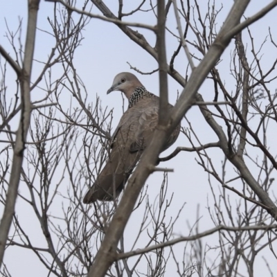 Spilopelia chinensis (Spotted Dove) at Franklin, ACT - 6 Jul 2020 by AlisonMilton