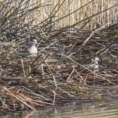 Spilopelia chinensis (Spotted Dove) at Franklin, ACT - 6 Jul 2020 by Alison Milton