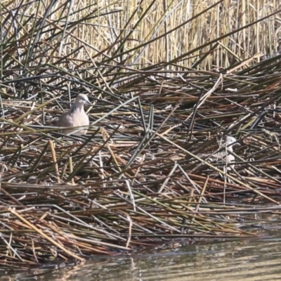 Spilopelia chinensis (Spotted Dove) at Franklin, ACT - 6 Jul 2020 by AlisonMilton