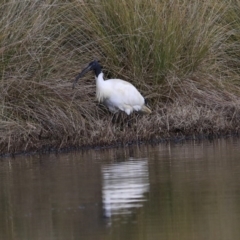 Threskiornis molucca (Australian White Ibis) at Franklin, ACT - 6 Jul 2020 by AlisonMilton