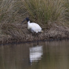 Threskiornis molucca (Australian White Ibis) at Gungaderra Creek Ponds - 6 Jul 2020 by Alison Milton