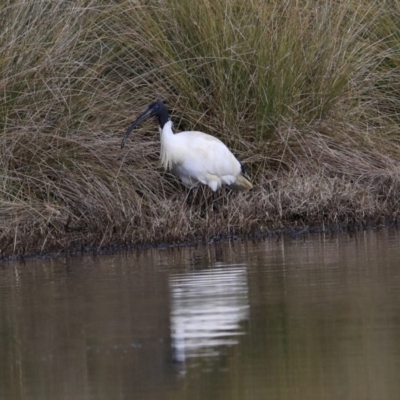 Threskiornis molucca (Australian White Ibis) at Franklin, ACT - 6 Jul 2020 by AlisonMilton