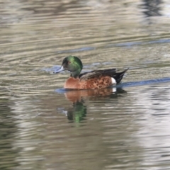 Anas castanea (Chestnut Teal) at Franklin, ACT - 6 Jul 2020 by AlisonMilton