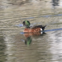 Anas castanea (Chestnut Teal) at Gungaderra Creek Ponds - 6 Jul 2020 by AlisonMilton