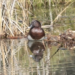 Aythya australis (Hardhead) at Franklin, ACT - 6 Jul 2020 by AlisonMilton