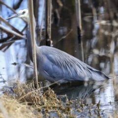 Egretta novaehollandiae (White-faced Heron) at Gungaderra Creek Ponds - 6 Jul 2020 by Alison Milton