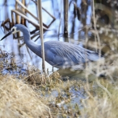 Egretta novaehollandiae at Franklin, ACT - 6 Jul 2020 01:14 PM