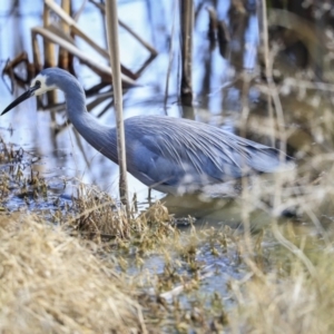 Egretta novaehollandiae at Franklin, ACT - 6 Jul 2020