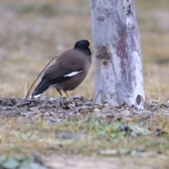 Acridotheres tristis (Common Myna) at Franklin, ACT - 6 Jul 2020 by AlisonMilton