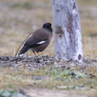 Acridotheres tristis (Common Myna) at Franklin, ACT - 6 Jul 2020 by AlisonMilton