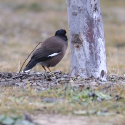 Acridotheres tristis (Common Myna) at Gungaderra Creek Ponds - 6 Jul 2020 by Alison Milton