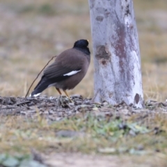 Acridotheres tristis (Common Myna) at Franklin, ACT - 6 Jul 2020 by Alison Milton