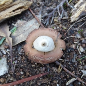 Geastrum sp. at Isaacs Ridge and Nearby - 6 Jul 2020