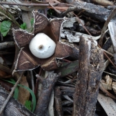 Geastrum sp. at Isaacs Ridge and Nearby - 6 Jul 2020 04:14 PM