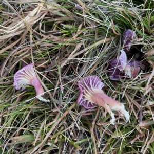 Hygrocybe sp. at Mongarlowe, NSW - 6 Jul 2020