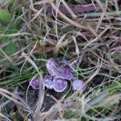 Hygrocybe sp. at Mongarlowe, NSW - 6 Jul 2020