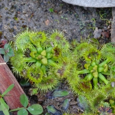 Drosera gunniana (Pale Sundew) at Isaacs, ACT - 6 Jul 2020 by Mike