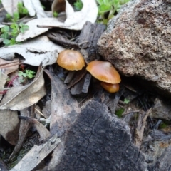 Unidentified Cap on a stem; gills below cap [mushrooms or mushroom-like] at Isaacs, ACT - 6 Jul 2020 by Mike