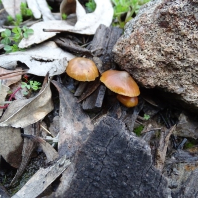 Unidentified Cap on a stem; gills below cap [mushrooms or mushroom-like] at Isaacs, ACT - 6 Jul 2020 by Mike